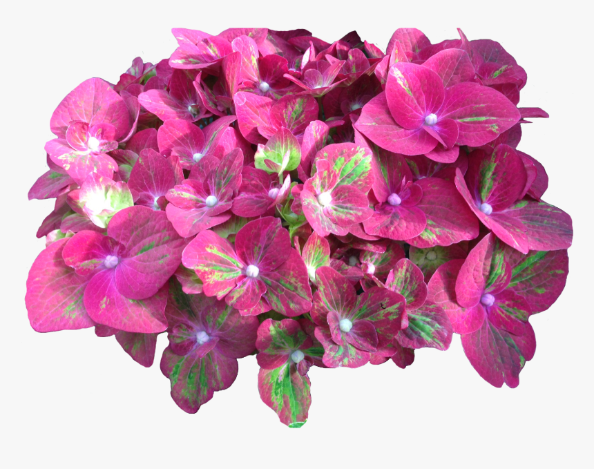 Grower Of The Week Vollering Hydrangea - Moth Orchid, HD Png Download, Free Download