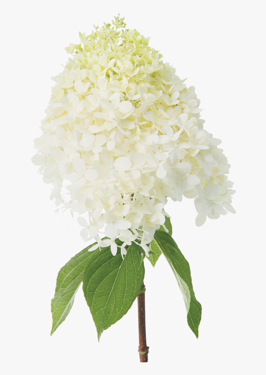 Panicle Hydrangeas - Limelight Hydrangea Cut Flower, HD Png Download, Free Download