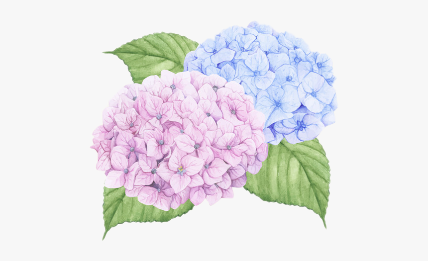 #hydrangea #flower #pink #blue #petals #flowerpink - Hydrangea Wall Decals, HD Png Download, Free Download