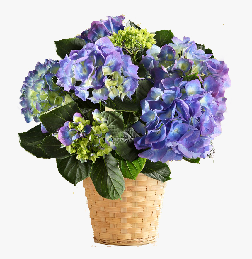 Hydrangeas In India, HD Png Download, Free Download