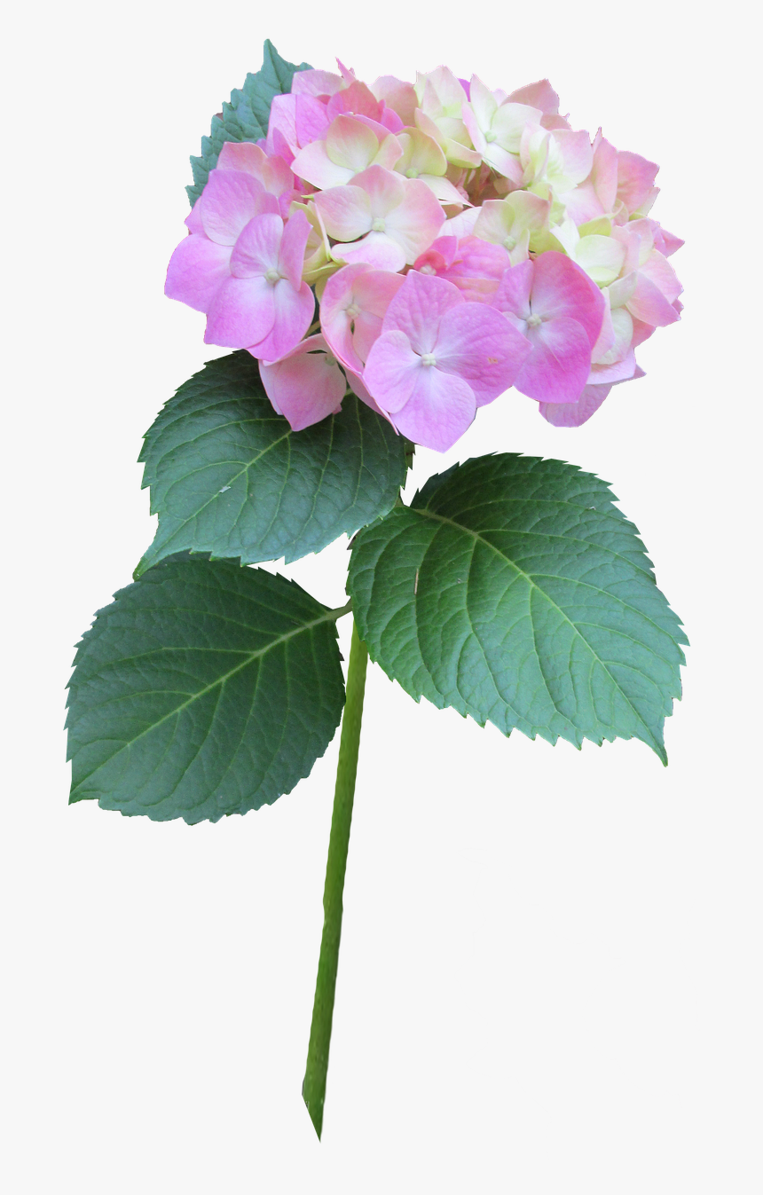 Hydrangea Pink Stem Free Picture - Hydrangea Serrata, HD Png Download, Free Download