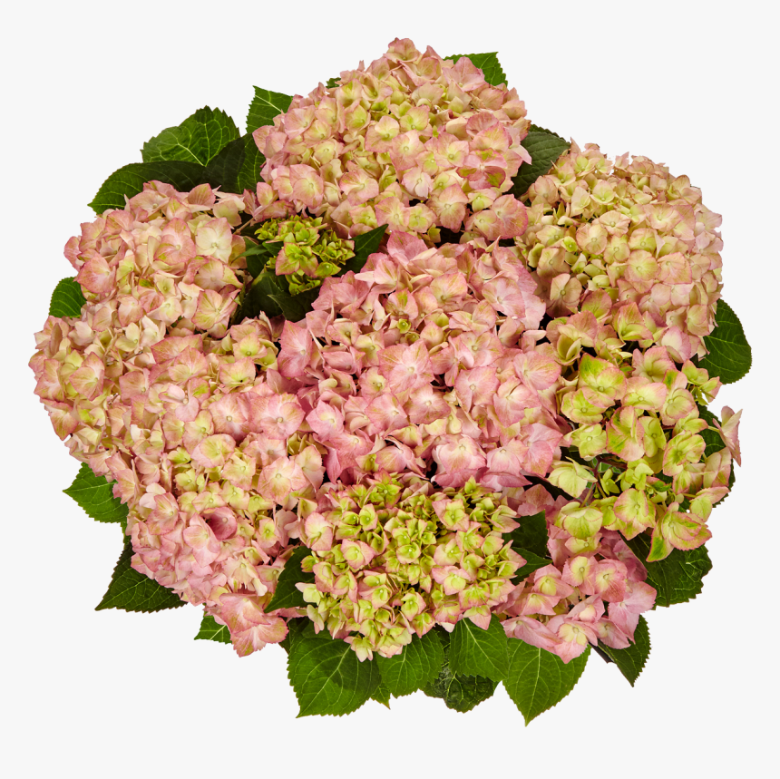 Hydrangea Png, Transparent Png, Free Download