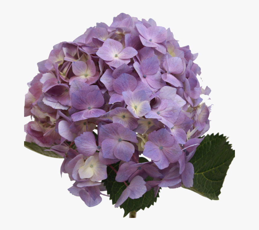 Hydrangea Light Lavender - Lavender Hydrangeas Png, Transparent Png, Free Download