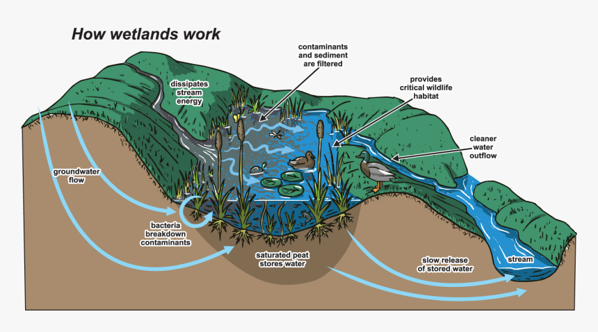 Do Wetlands Work, HD Png Download, Free Download