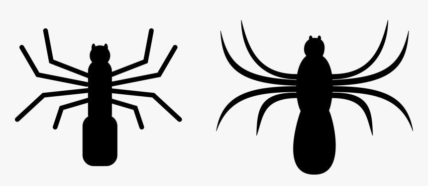 Photography - Spiders Clip Art, HD Png Download, Free Download