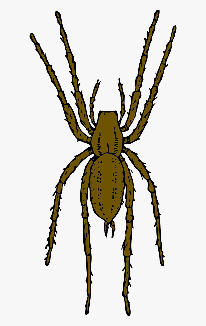 Brown Spider Clipart By Johnny Automatic - Realistic Spider Clip Art, HD Png Download, Free Download