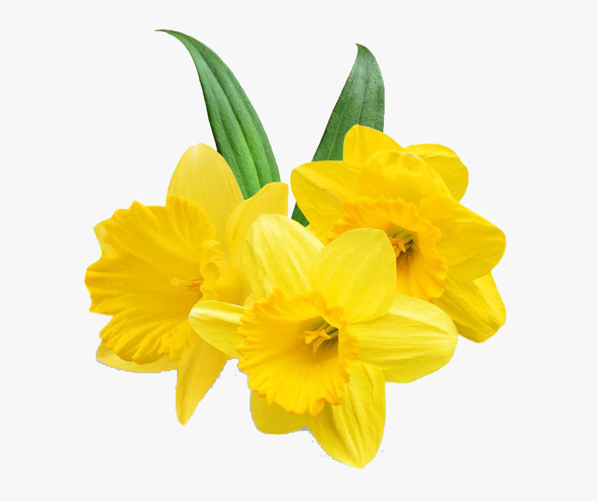 Daffodil Png Free Background - Transparent Background Daffodil Png, Png Download, Free Download