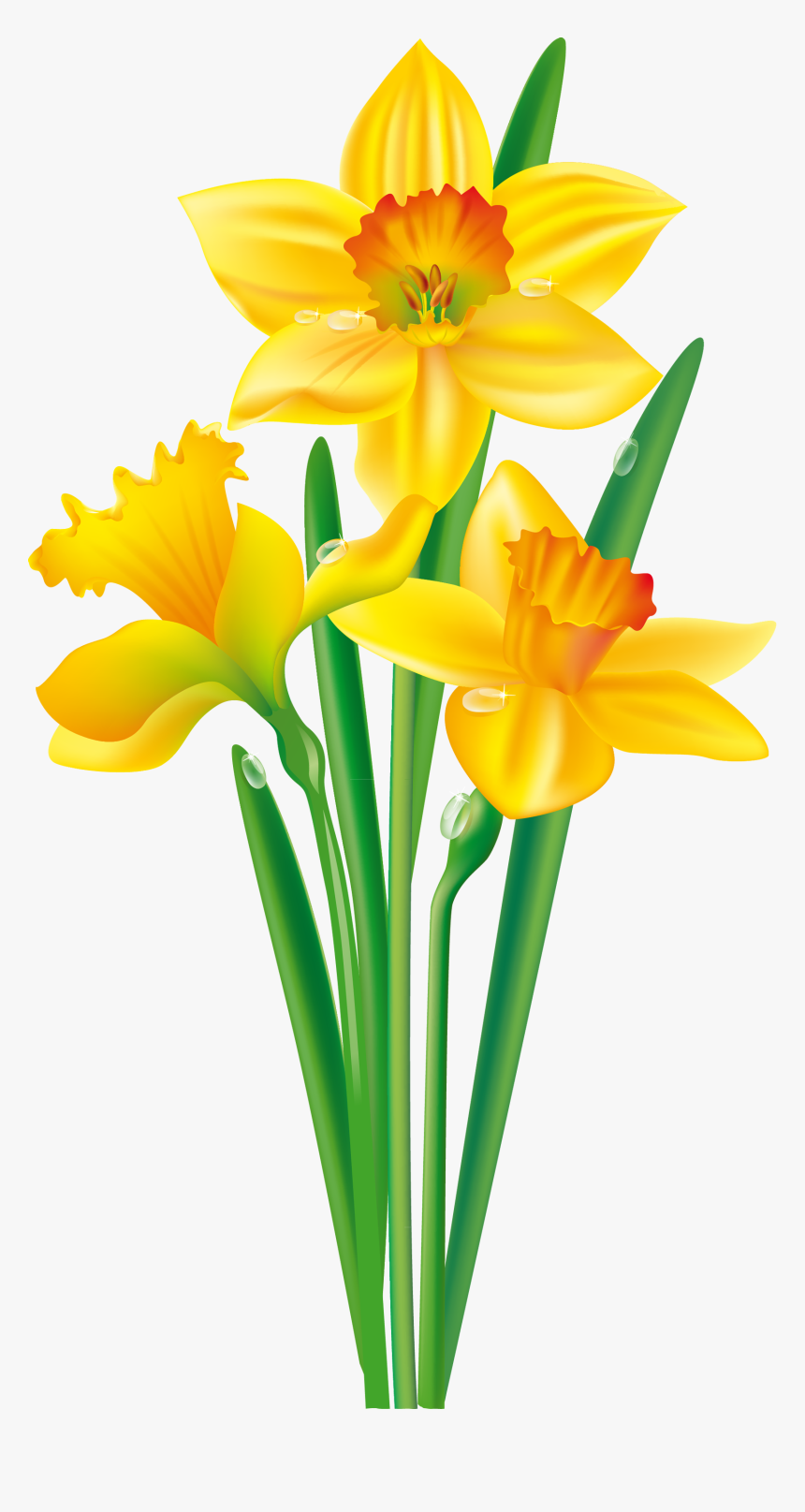 Flower Daffodil Bulb Clip Art - Clip Art Daffodil, HD Png Download, Free Download