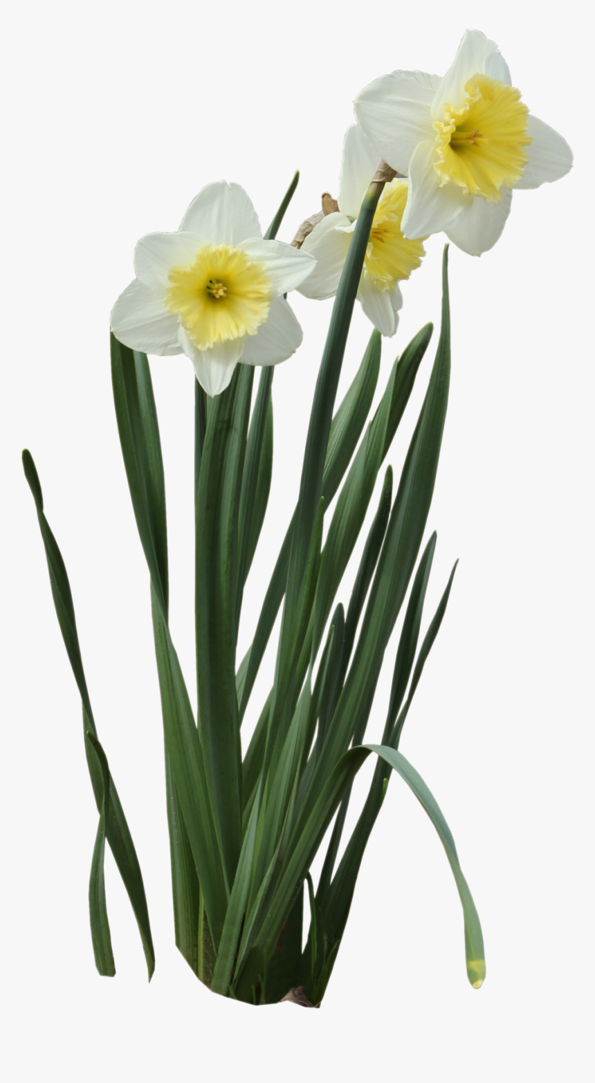 Daffodils - Transparent Background Daffodil Png, Png Download, Free Download