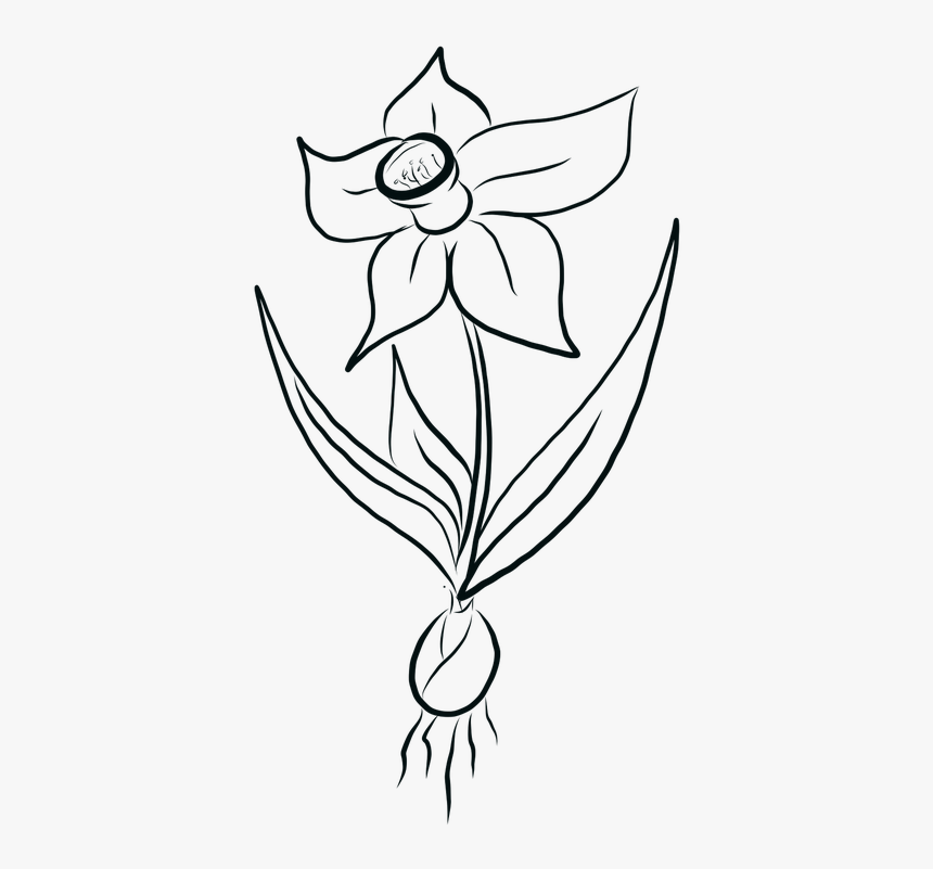 Daffodil, Daffodils, Flowers, Yellow, Spring, Easter - White Black Daffodil Png, Transparent Png, Free Download