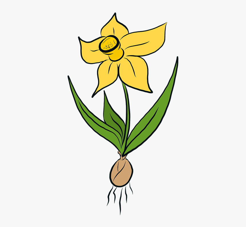 Flowers, Daffodil, Daffodils, Yellow, Spring, Easter - Påsklilja Png, Transparent Png, Free Download