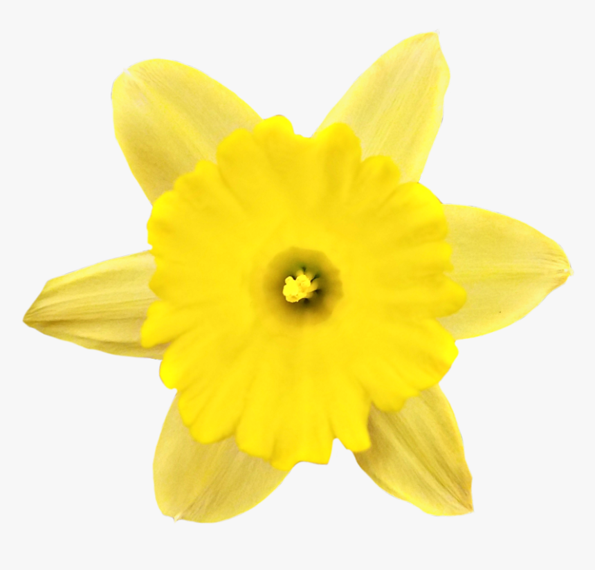 #springflower #daffodil #spring #flower #yellow #blossom - Narcissus, HD Png Download, Free Download