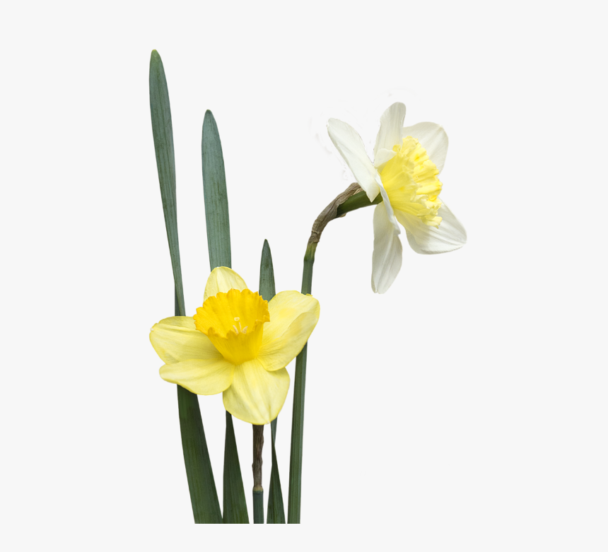 Narcissus, HD Png Download, Free Download