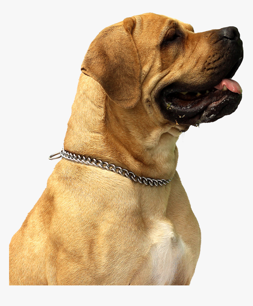 Dog Png Image - Intestinal Worms Contagious In Dogs, Transparent Png, Free Download