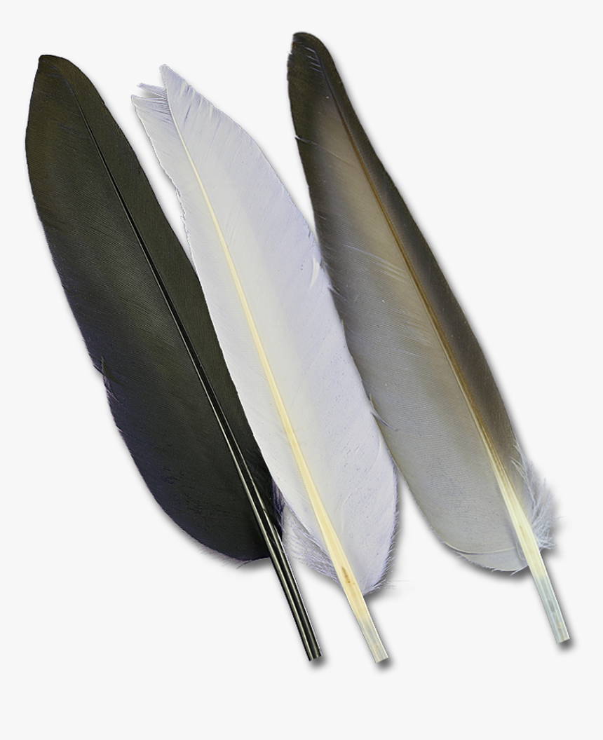 Duck Quills - Feather, HD Png Download, Free Download