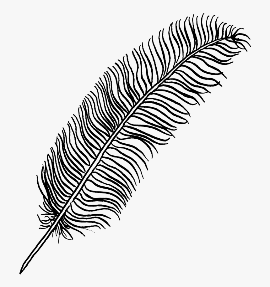 Natural-material - Drawing Feather No Background, HD Png Download, Free Download