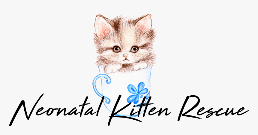 Kitten, HD Png Download, Free Download