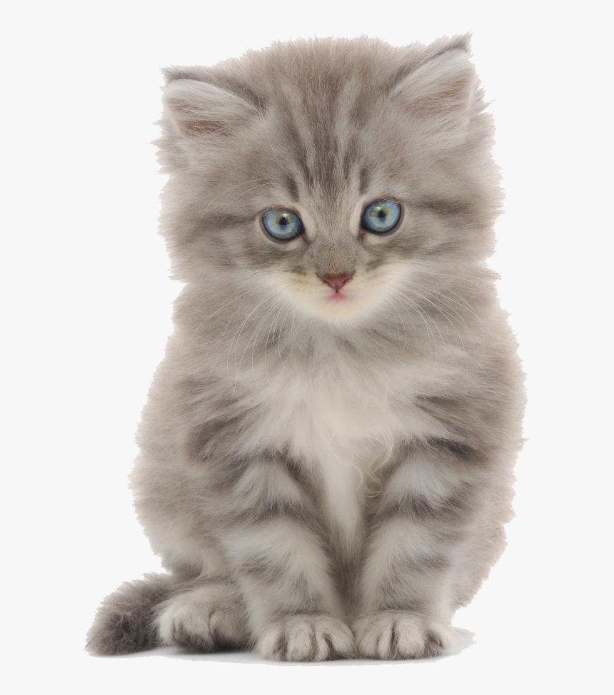 Cute Kitten Png - Kitten With White Background, Transparent Png, Free Download