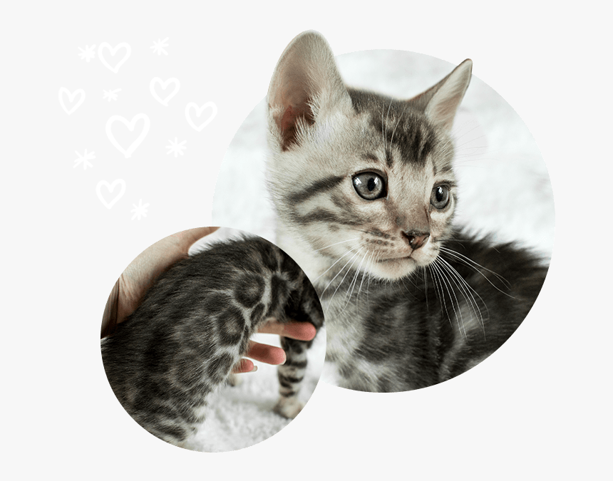 Transparent Sad Cat Png - Kitten, Png Download, Free Download