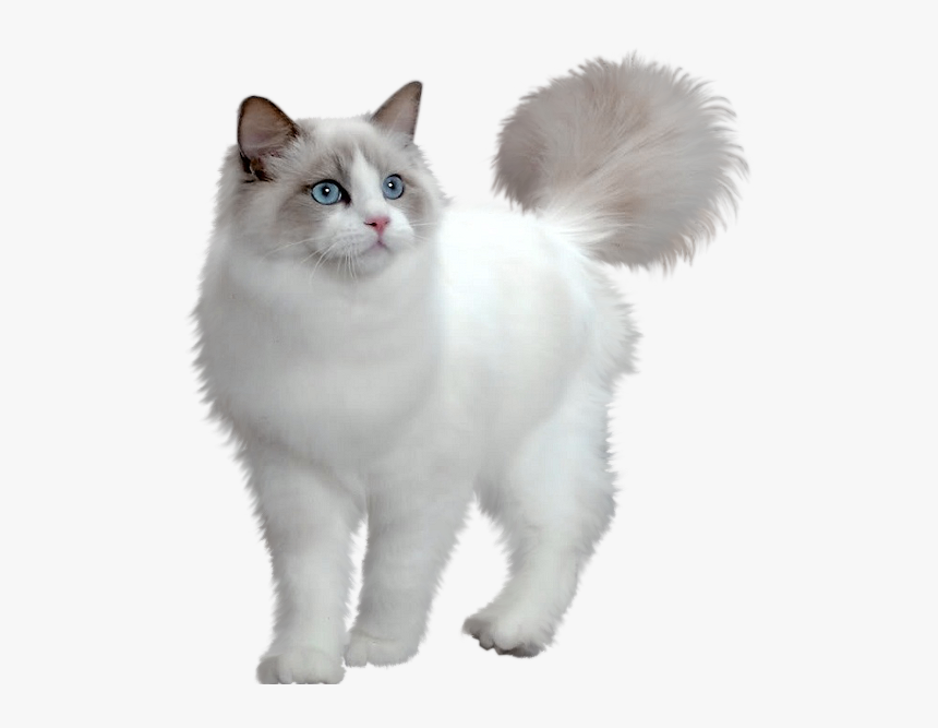 Persian Cat Minuet Cat Maine Coon Munchkin Cat Kitten - White Cat Png Transparent, Png Download, Free Download