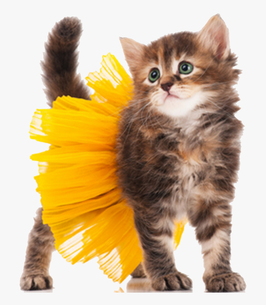 Cat Kitten Dog Halloween Costume - Cat Halloween Costume Png, Transparent Png, Free Download