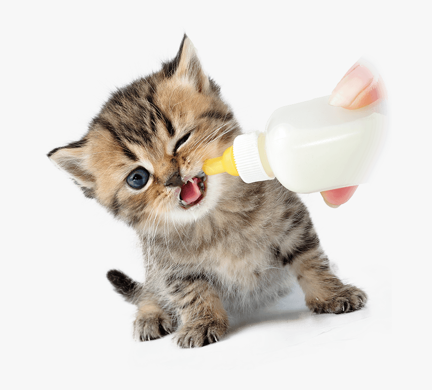 Bottle Fed Kitten 2a - Bottle Milk Kitten, HD Png Download, Free Download