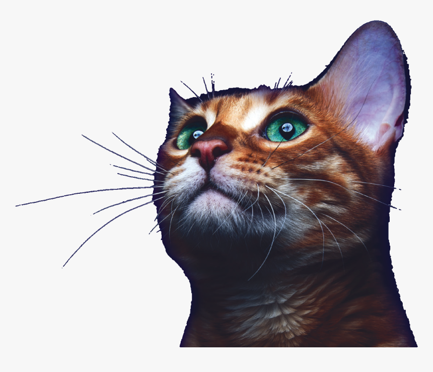 Transparent Kittens Png - High Resolution Cat Photography, Png Download, Free Download