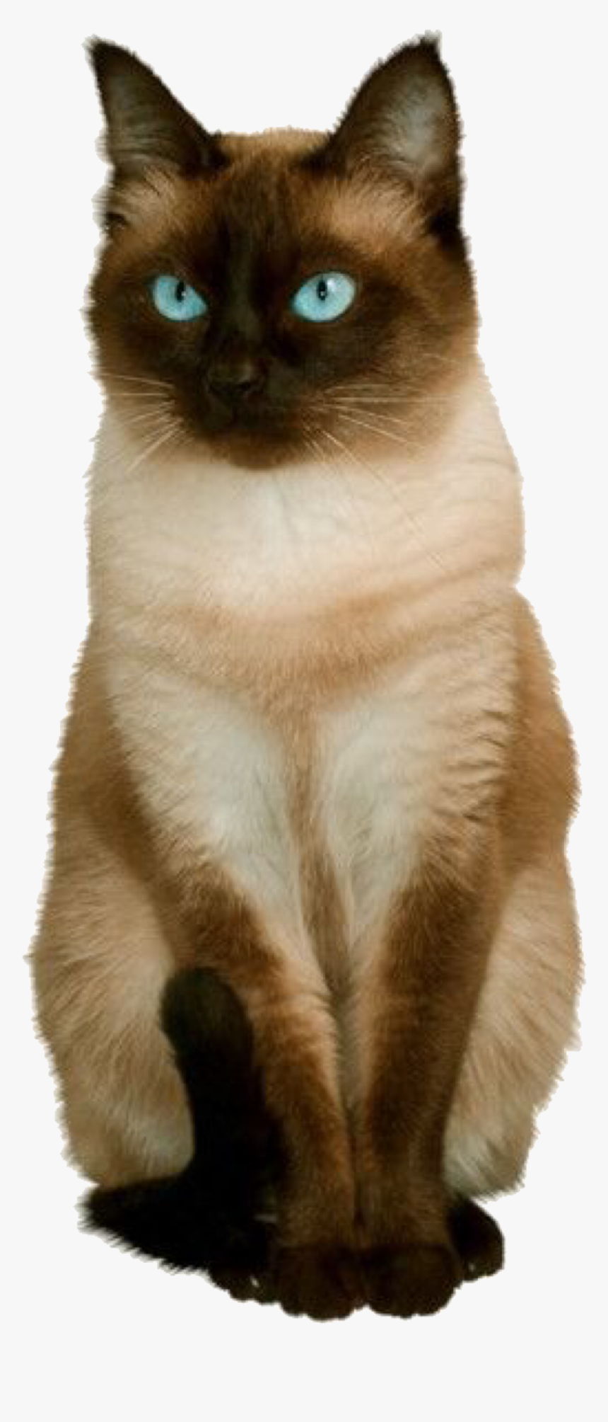 Siamese Cats, Cats And Kittens, Classic Style, Classic - Cats Png For Photoshop, Transparent Png, Free Download