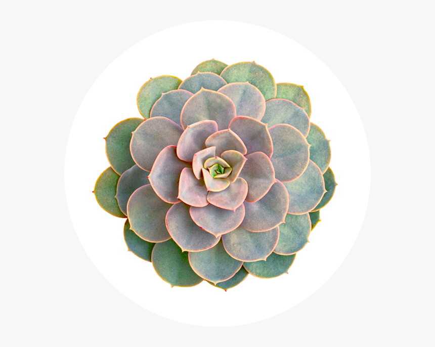 Picture - Top Down View Succulents, HD Png Download, Free Download