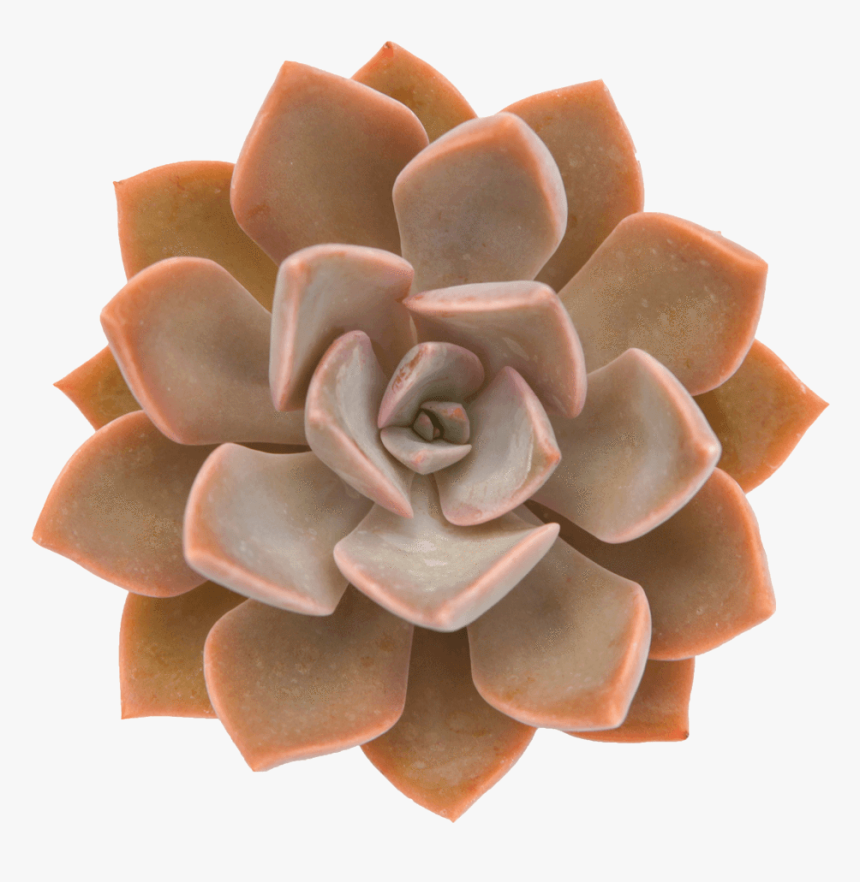 Echeveria Sanyatwe, HD Png Download, Free Download