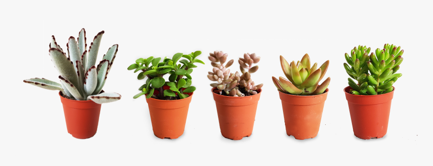 Transparent Succulents Png - Flowerpot, Png Download, Free Download