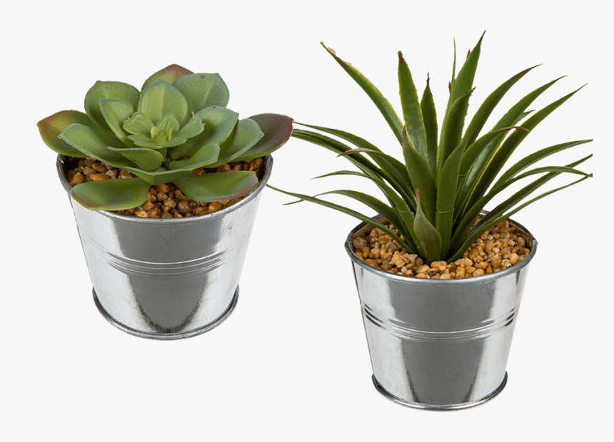 Succulent In Metal Pot, HD Png Download, Free Download