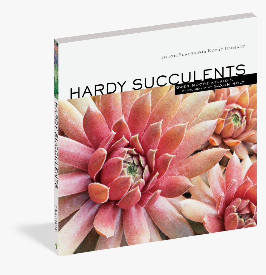 Cover - Succulent Plant, HD Png Download, Free Download