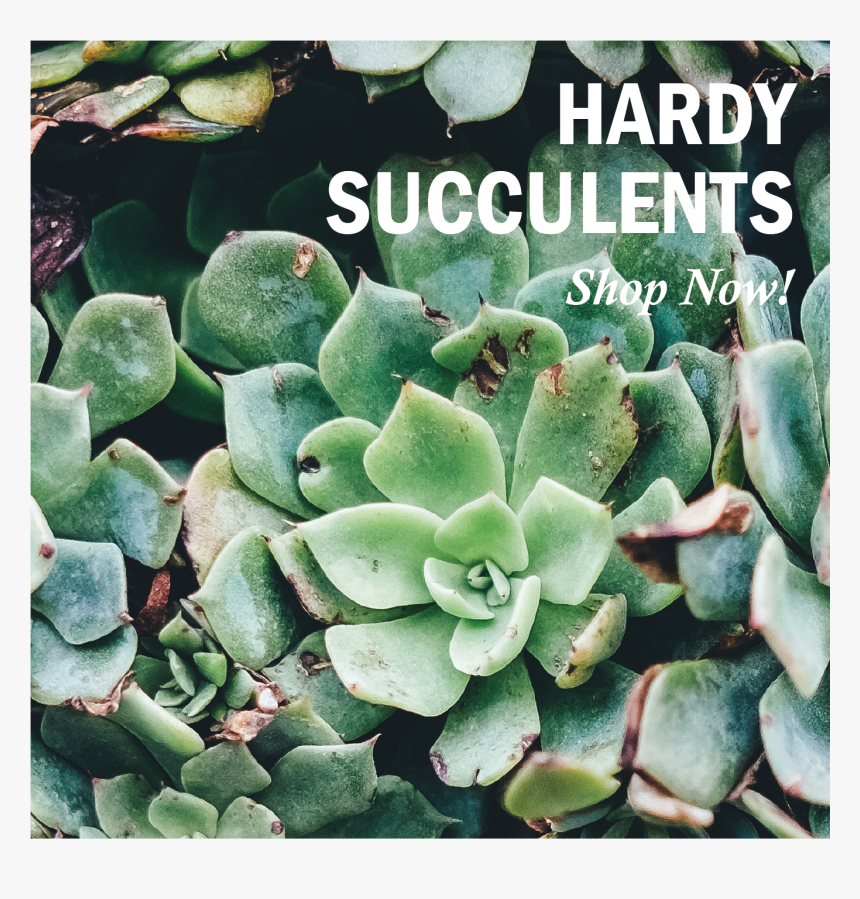 Succulents Banner, HD Png Download, Free Download