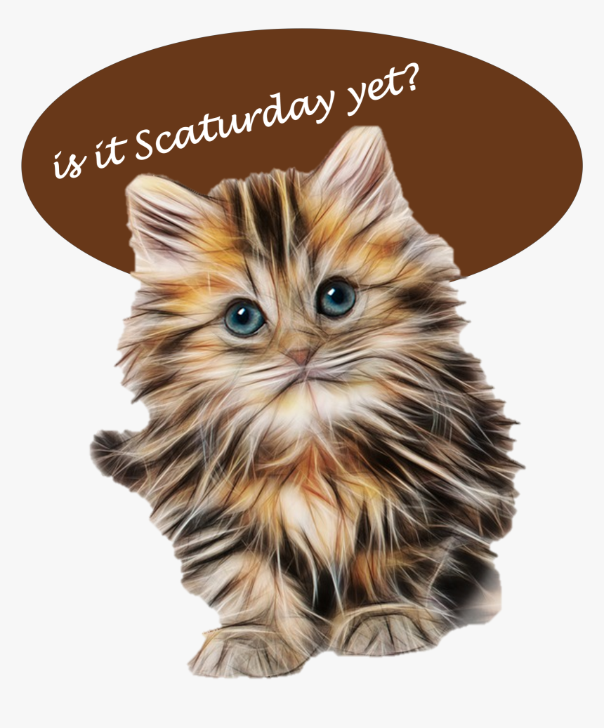 Fluffy Kittens , Png Download, Transparent Png, Free Download