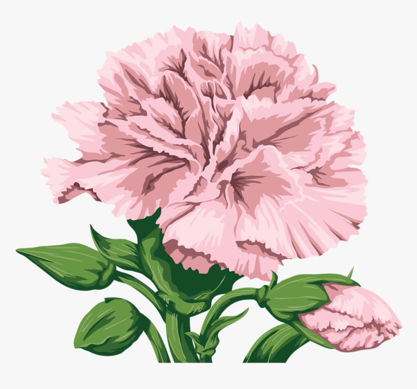 Transparent Background Pink Carnation Illustration, HD Png Download, Free Download