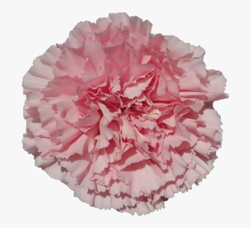 Doncellcd8ceffa F779 Db25 07cf B34b4372218d - Carnation, HD Png Download, Free Download