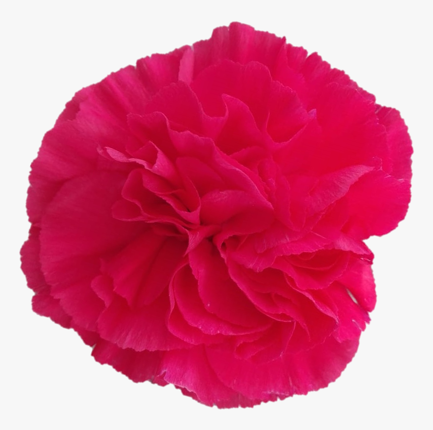 Jobim35e1448e 48b4 9c5b Cd5e B69915c75ed4 - Carnation, HD Png Download, Free Download