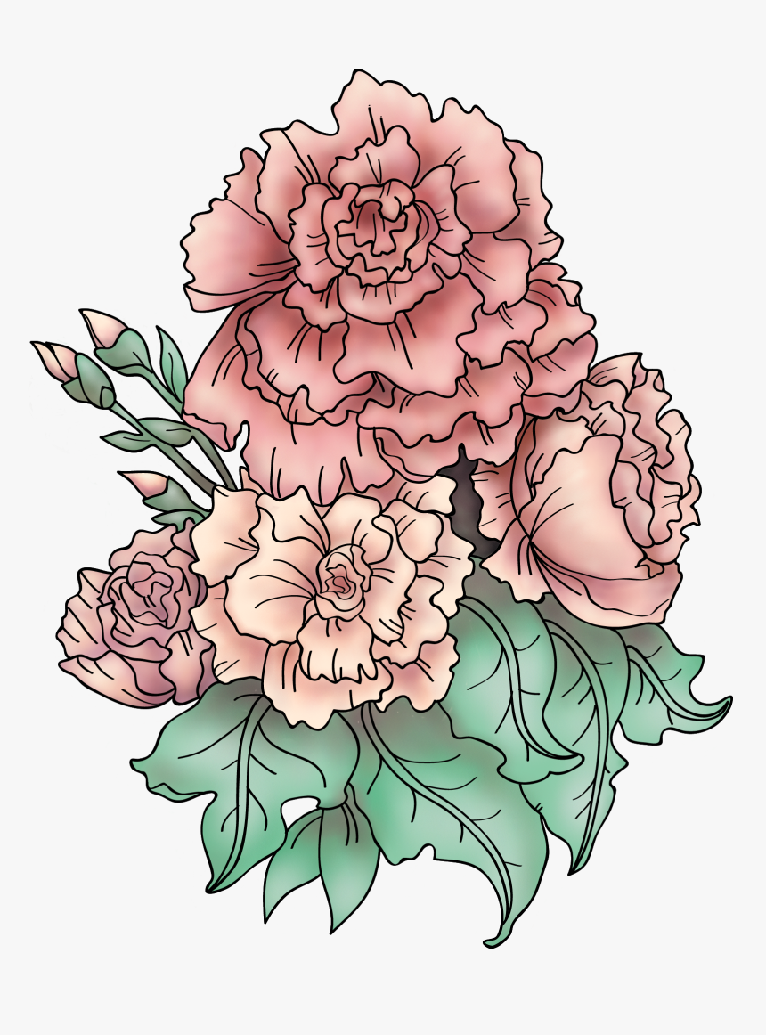 Carnation Png, Transparent Png, Free Download