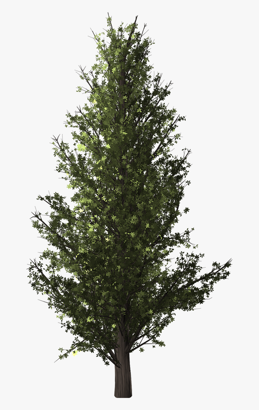 Forest Trees Png, Transparent Png, Free Download