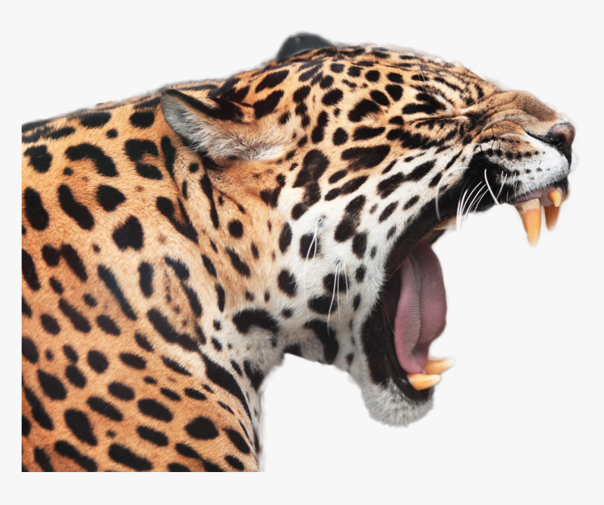 Jaguar Png Image - Gambar Macan Tutul Animasi, Transparent Png, Free Download