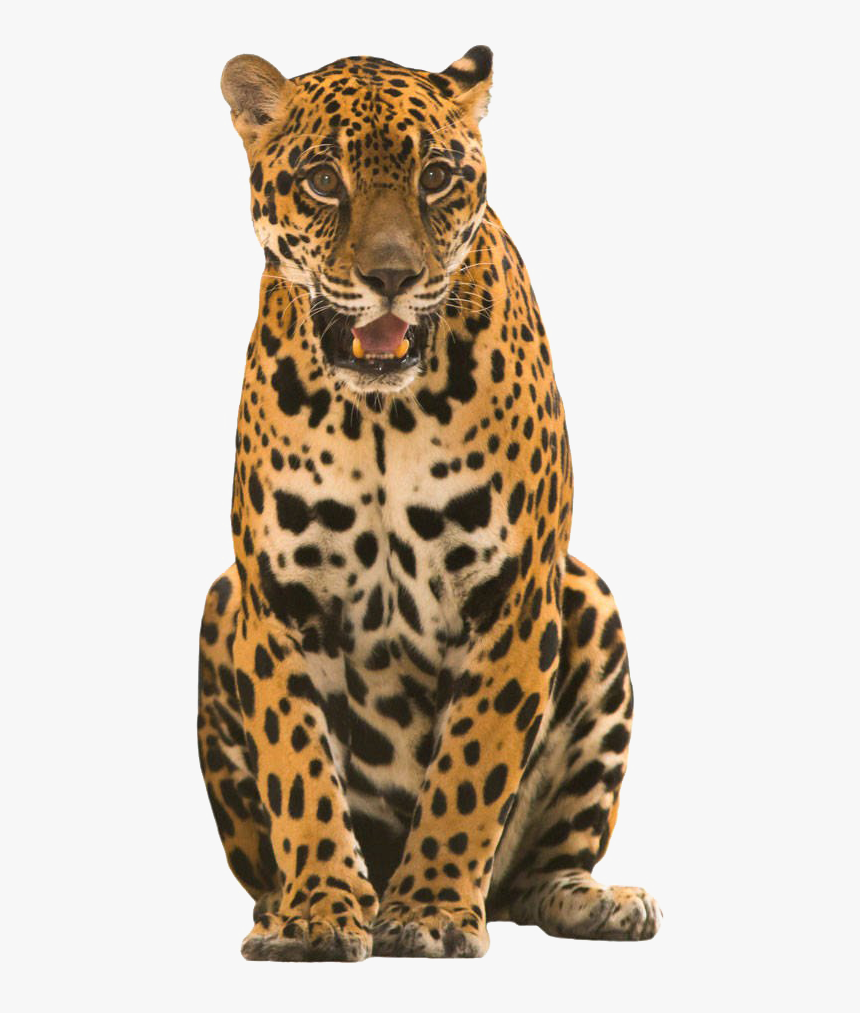 Jaguar Transparent Image - Jaguar Costa Rica Png, Png Download, Free Download