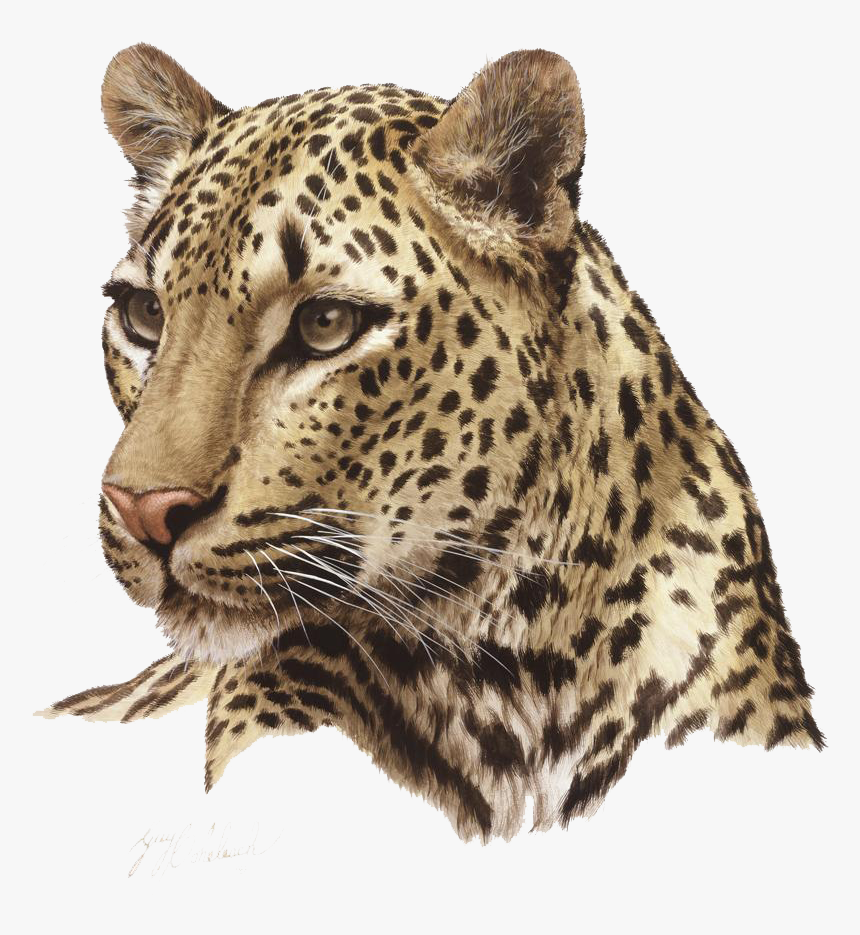 Jaguar Transparent Background - Leopard Png, Png Download, Free Download