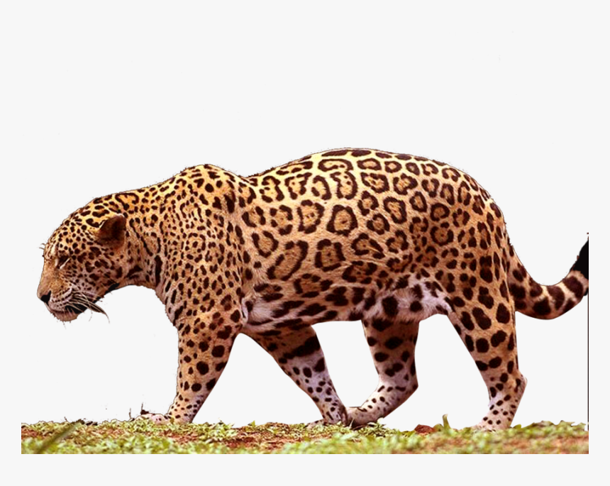 Best Free Jaguar Png - Jaguar Png, Transparent Png, Free Download