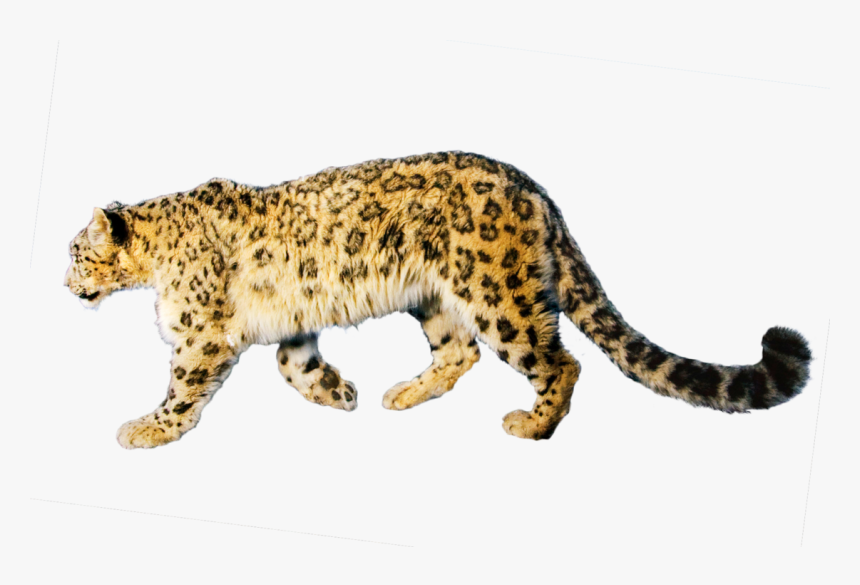 Jaguar Png - Jaguar Transparent Art, Png Download, Free Download