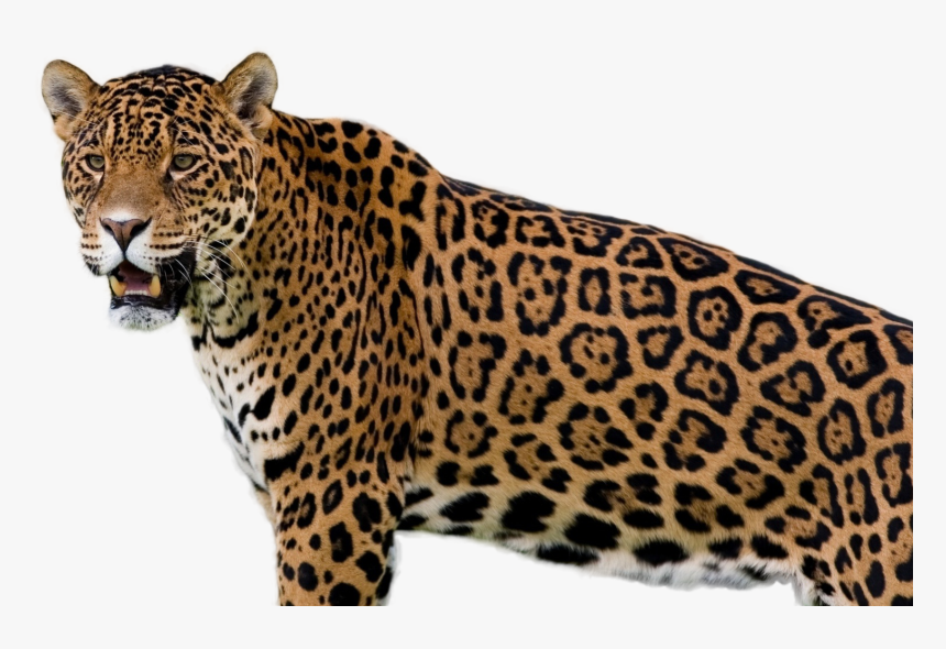 Jaguar Png Image - Jaguar Wild Animal, Transparent Png - kindpng