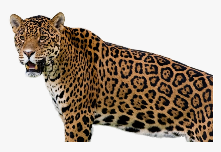 Jaguar Png Image - Jaguar Wild Animal, Transparent Png, Free Download