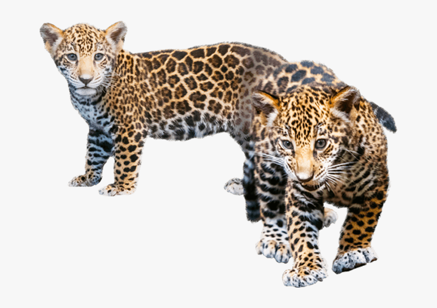 Jaguar Transparent Baby Png Black And White Library - Leopard Cub Transparent Background, Png Download, Free Download