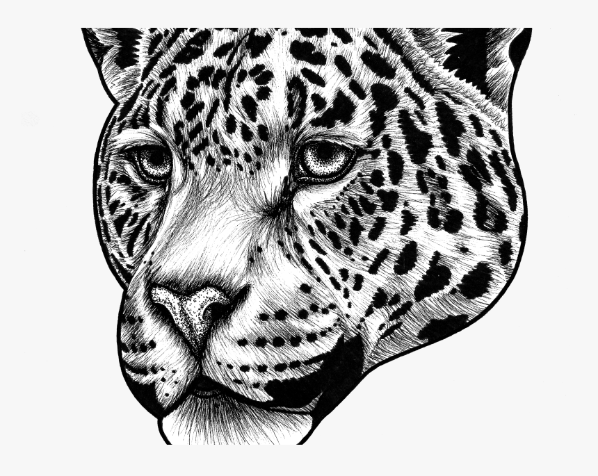 Jaguar 2 Copy Copy - Jaguar Animal Drawing Face, HD Png Download, Free Download