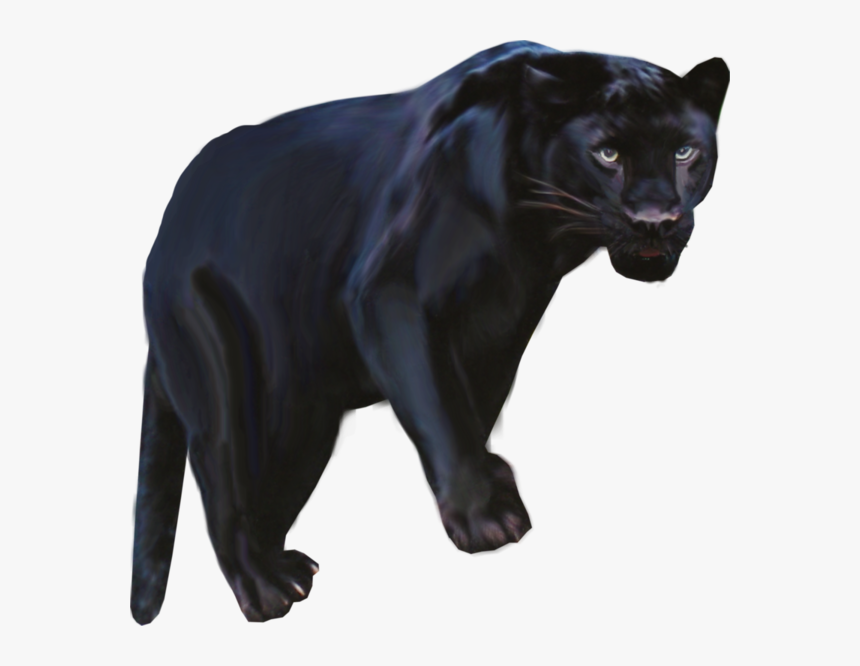 Pantera Animal Png Clipart Black Panther Leopard Jaguar - Jaguar Negro Png, Transparent Png - kindpng Pantera Animal Png Clipart Black Panther Leopard Jaguar - Jaguar Negro Png, Transparent Png - kindpng